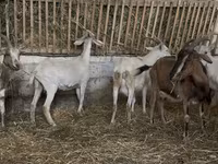 Goat, Goats — photo 3