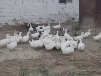 Alman Pekin — foto 3