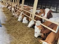 母牛, Holstein breed — 照片 2