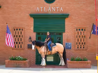 At, Gypsy horse — foto 5