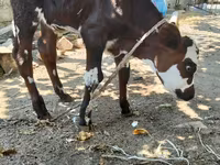 İnək, Simmental cattle — foto 1