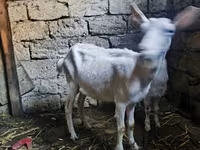 Cabro, Alpine goat — foto 4