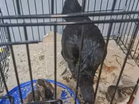 Shamo chickens — foto 7