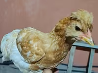 Chickens — Foto 2