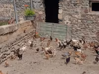 Chickens — foto 5
