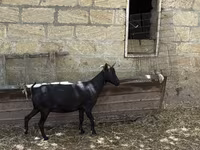 Dişi keçi, Murcia-Granada goats — foto 1
