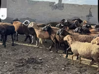 Qoç, Qoyunlar — foto 7