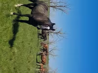 Кобила, Kazakh horse — фото 4