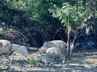 Qoç, Merinoland sheep — foto 8