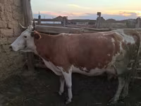 母牛, Cattle — 照片 2