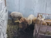 Qoyunlar (partiya, cinsi göstərilməyib), Qoyunlar — foto 1