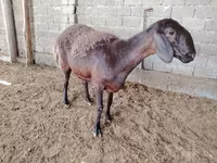 Qoyunlar (partiya, cinsi göstərilməyib), Blackheaded Persian sheep — foto 5