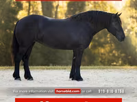 Stute, Percheron — Foto 1