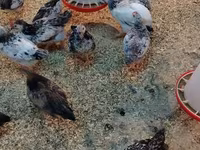 Chickens — photo 4