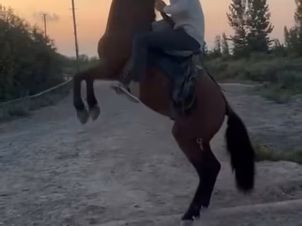 Horse (M), Azerbaijan horse — Azerbaijan