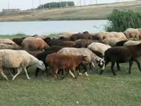 Qoç, Qoyunlar — foto 2