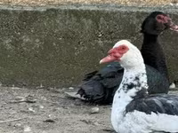 Ducks — photo 2