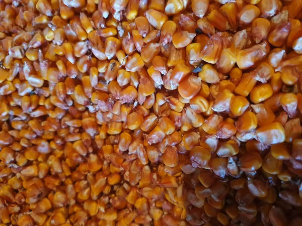 Vînd porumb, grîu,sorgo