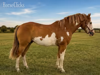 At, American paint horse — foto 1