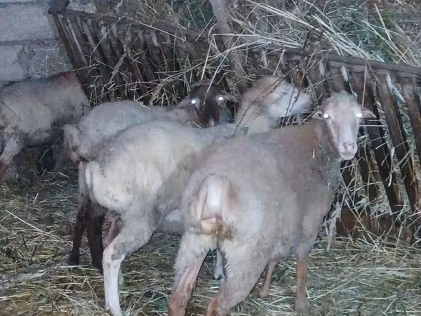 Sheep, Sheep — Azerbaijan