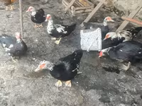 Ducks — Foto 2