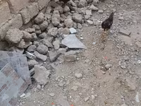 Chickens — photo 6
