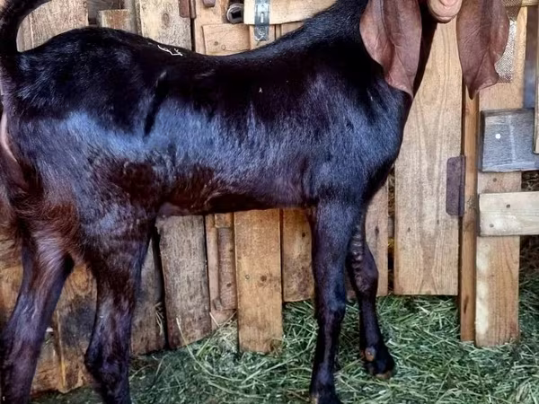 Kozel, Kamori goats