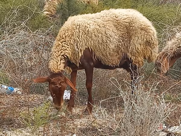 Sheep, Sheep
