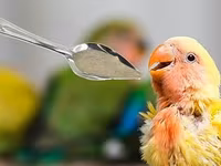 NutriBird A21 – əl ilə bəslənən quş balaları üçün yem qarışığı — 照片 2
