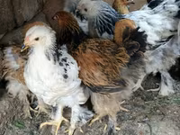 Brahma — foto 3