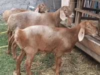 Schaf, Arashan sheep — Foto 6