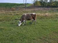 Krava, Russian Black pied cattle — foto 3