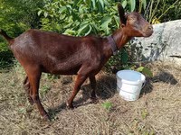 Goat, Murcia-Granada goats — photo 2