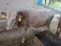 Bull, Simmental cattle — photo 1