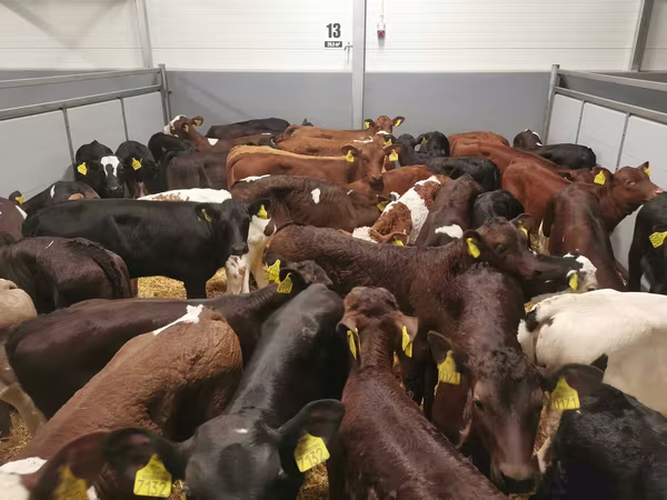 母牛, Cattle