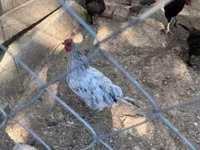 Marans — 2-rasm