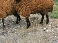 Sheep, Sheep — photo 6