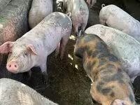 Säue, Schweine — Foto 4