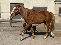 At, Kustanai horse — foto 5