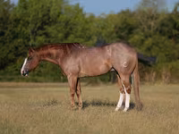 Hengst, Quarter Horse — Foto 1