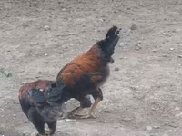 Chickens — photo 2