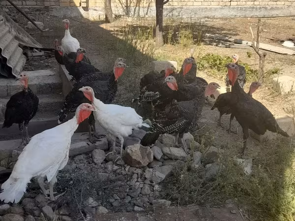Geniş Sinəli Ağ — Azərbaycan