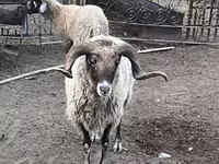 Qoç, Qoyunlar — foto 1