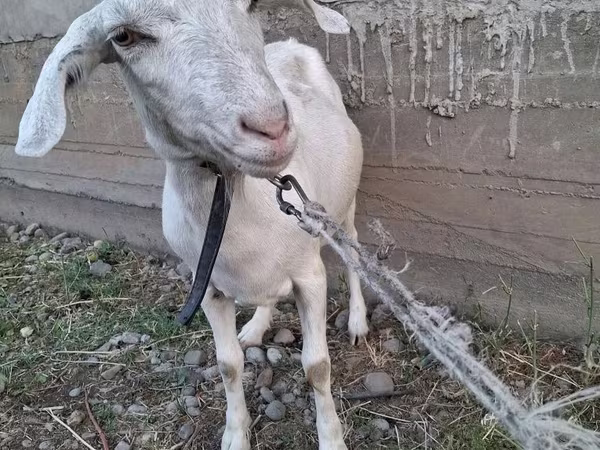 Goat, Alpine goat