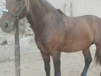 Hengst, Kyrgyz Horse — Foto 1