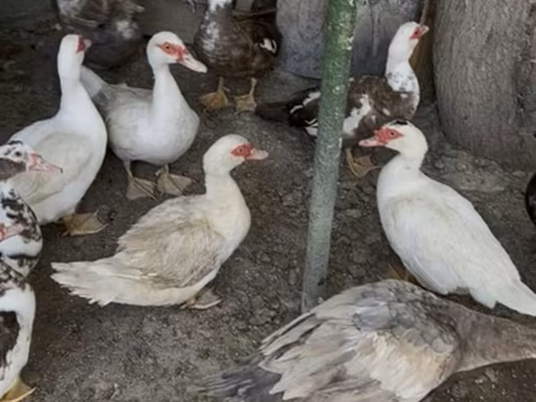Domestic Muscovy — Azerbaijan