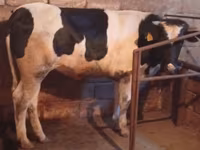 Cow, Russian Black pied cattle — photo 1