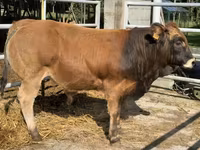 Býk, Partenaise cattle — foto 2