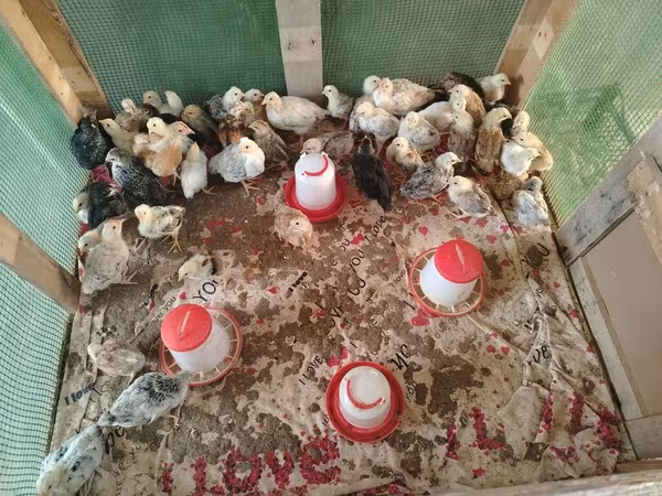 Chickens — Azerbaijan