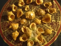 Խխւնջ բնական տարբեր չափսի — Foto 1